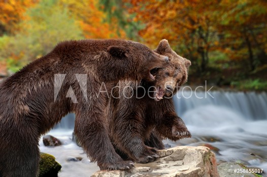 Picture of Two big brown bears standing on stone